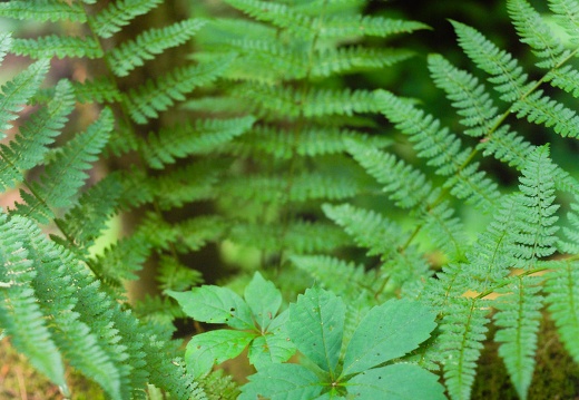 Red River Gorge, June 18, 2010